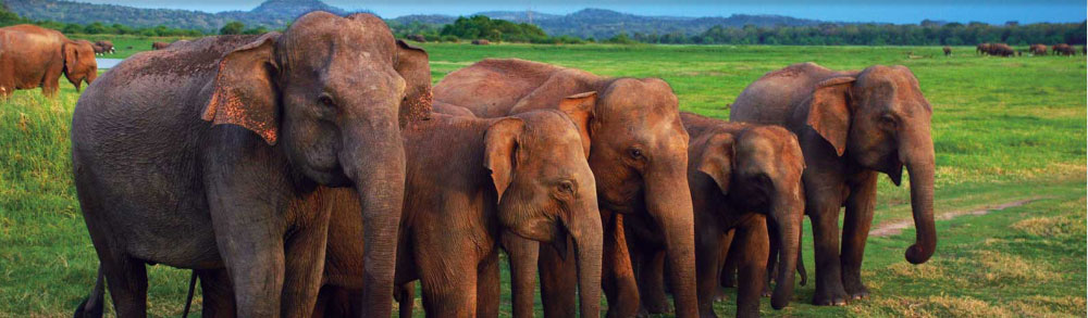 wild elephants sri lanka