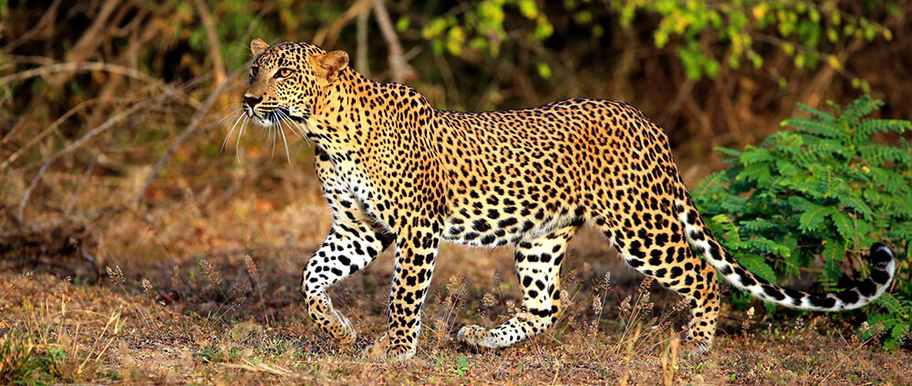 Yala Sri Lanka