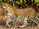 Yala Sri Lanka