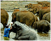 Pinnawala Elephant Orphanage
